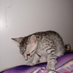 Louie, Mau, silver , Male, DOB 4-3-19