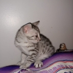 Mau, silver , Male, DOB 4-3-19