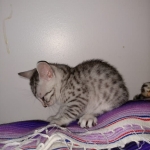 Mau, silver , Male, DOB 4-3-19