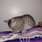 Mau, silver , Male, DOB 4-3-19