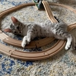 Louie, Mau, silver , Male, DOB 4-3-19