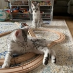 Louie, Mau, silver , Male, DOB 4-3-19