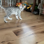 Louie, Mau, silver , Male, DOB 4-3-19