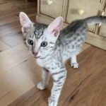 Louie, Mau, silver , Male, DOB 4-3-19