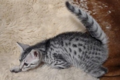 Mako Egyptian Mau Silver Male #1 DOB 4/7/24