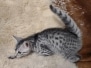 Mako Egyptian Mau Silver Male #1 DOB 4/7/24