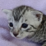 Egyptian Mau silver male