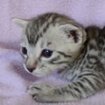 Egyptian Mau silver male