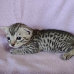 Egyptian Mau silver male