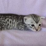 Egyptian Mau silver male