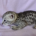 Egyptian Mau silver male