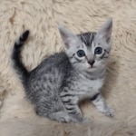 Mako Egyptian Mau silver male