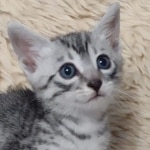 Mako Egyptian Mau silver male