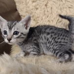 Mako Egyptian Mau silver male