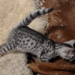 Egyptian Mau silver male