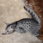Mako Egyptian Mau silver male