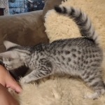 Mako Egyptian Mau silver male