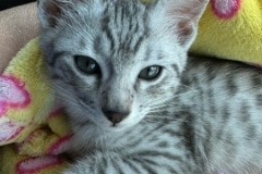 Babu Egyptian Mau silver Male #1 DOB 5/4/24