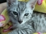 Babu Egyptian Mau silver Male #1 DOB 5/4/24
