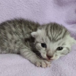 Mau silver male DOB 5-4-24