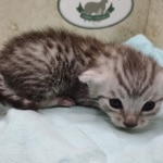 Mau silver male DOB 5-4-24