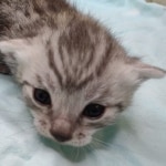 Mau silver male DOB 5-4-24