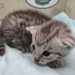 Mau silver male DOB 5-4-24