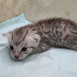 Mau silver male DOB 5-4-24