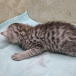 Mau silver male DOB 5-4-24