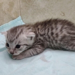 Mau silver male DOB 5-4-24