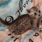 Mau silver male DOB 5-4-24