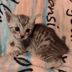 Mau silver male DOB 5-4-24