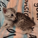 Mau silver male DOB 5-4-24