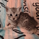 Mau silver male DOB 5-4-24