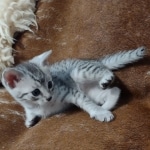 Mau silver male DOB 5-4-24