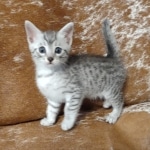 Mau silver male DOB 5-4-24