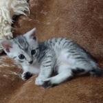 Mau silver male DOB 5-4-24