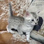 Mau silver male DOB 5-4-24