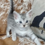 Mau silver male DOB 5-4-24