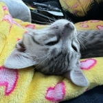 Babu Mau silver male DOB 5-4-24