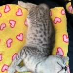 Babu Mau silver male DOB 5-4-24