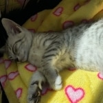 Babu Mau silver male DOB 5-4-24