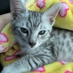 Babu Mau silver male DOB 5-4-24