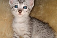 Atom Egyptian Mau silver Male #1 DOB 6-29-20
