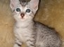 Atom Egyptian Mau silver Male #1 DOB 6-29-20