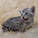 Mau, silver, Male, DOB 6-29-20