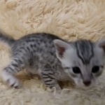 Mau, silver, Male, DOB 6-29-20