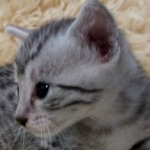Mau, silver, Male, DOB 6-29-20
