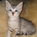 Mau, silver, Male, DOB 6-29-20