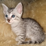 Mau, silver, Male, DOB 6-29-20